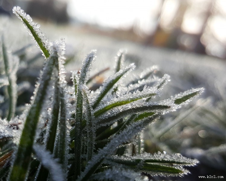 上了霜的树叶图片大全