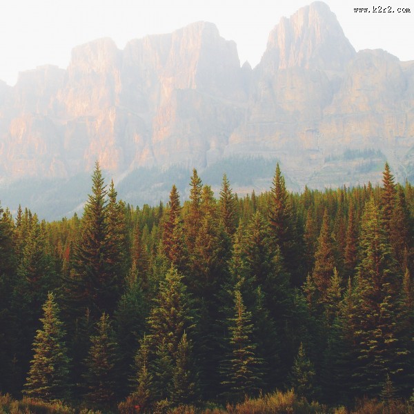 针叶树森林图片