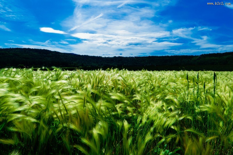 绿油油的麦田图片