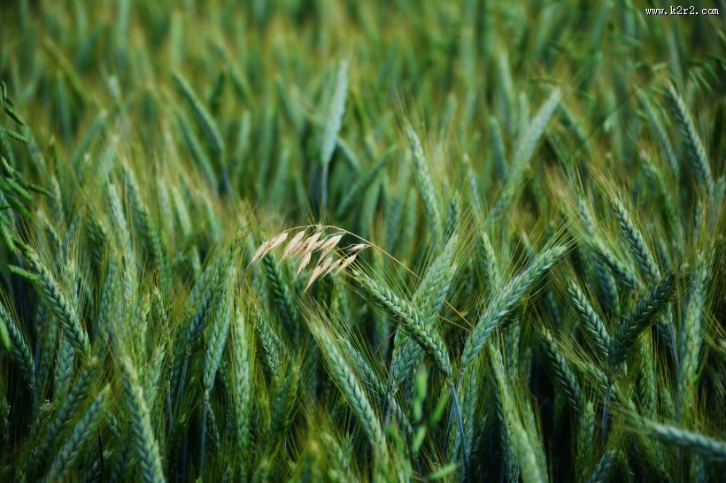 绿油油的麦田图片