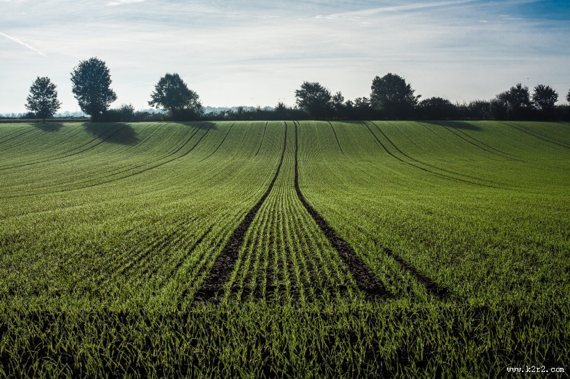 绿油油的麦田图片