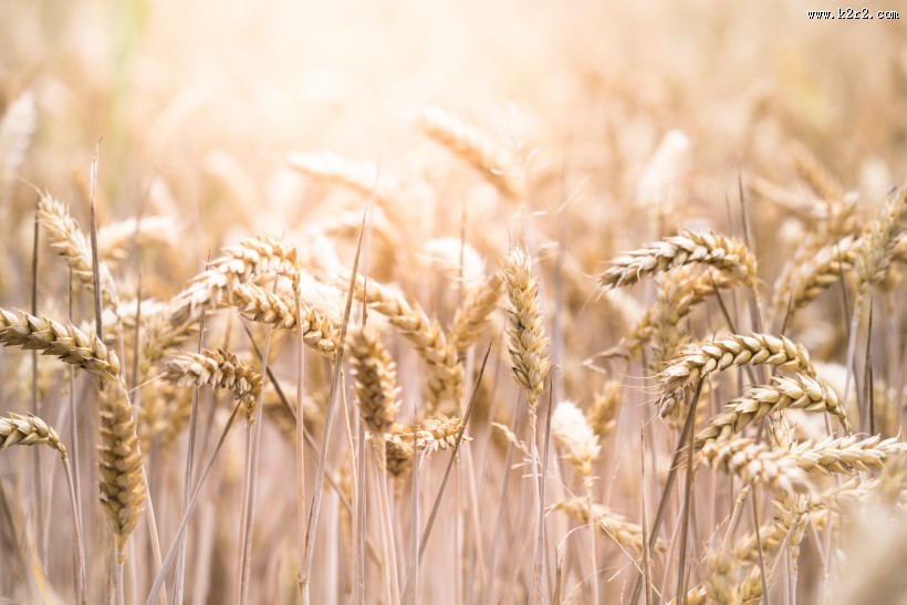 金黄的麦穗图片