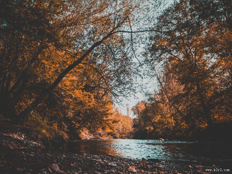 秋天树林风景图片
