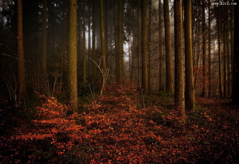 秋天树林风景图片