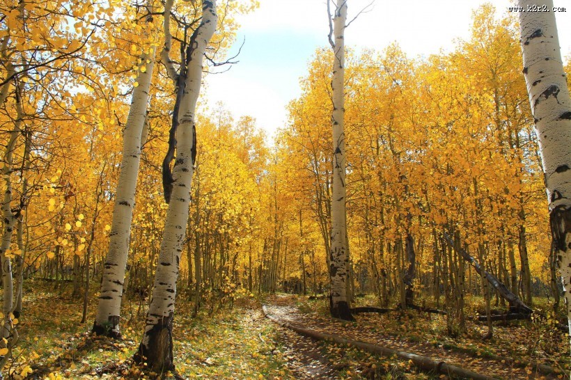 秋天树林风景图片