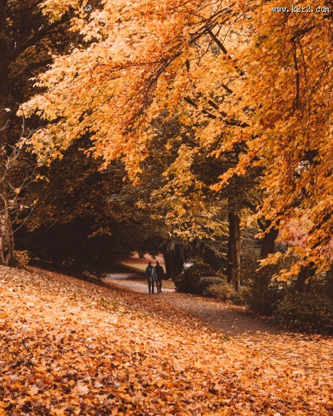 秋天树林风景图片