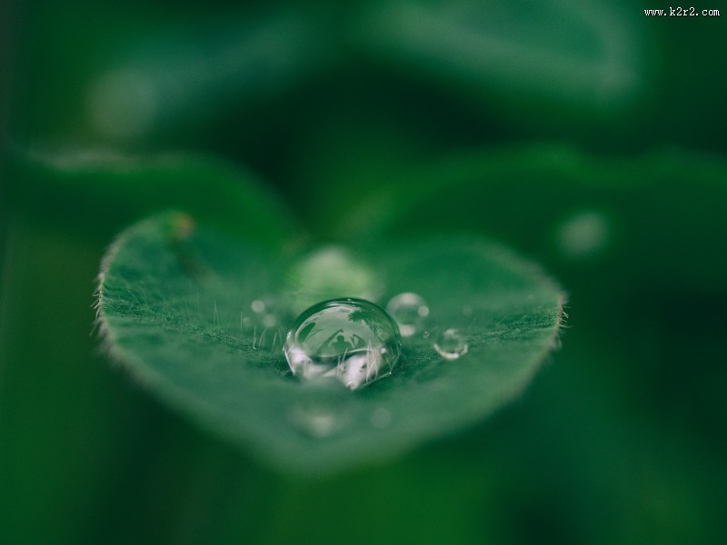 绿叶上的露珠图片