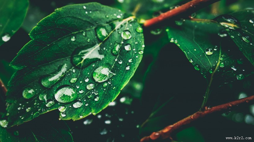 绿叶上的露珠图片