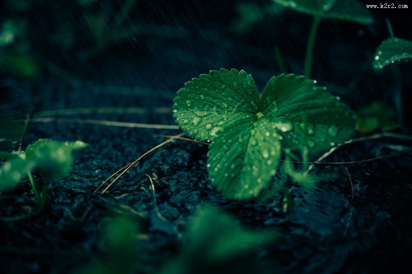 绿叶上的露珠图片