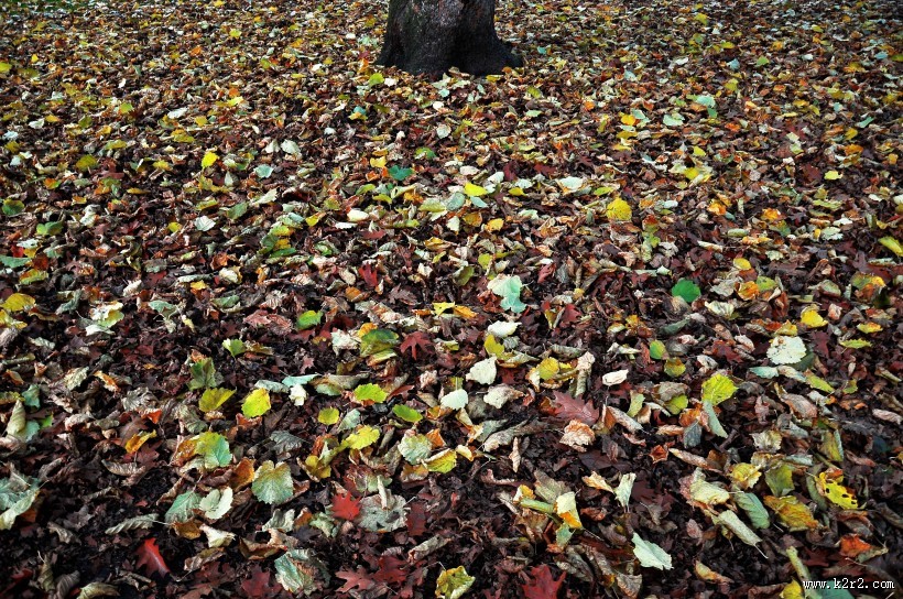 满地秋天落叶图片