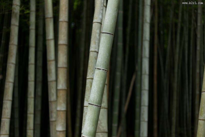 高耸的竹子图片大全