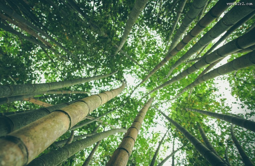 高耸的竹子图片大全