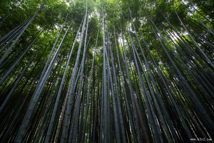 高耸的竹子图片大全