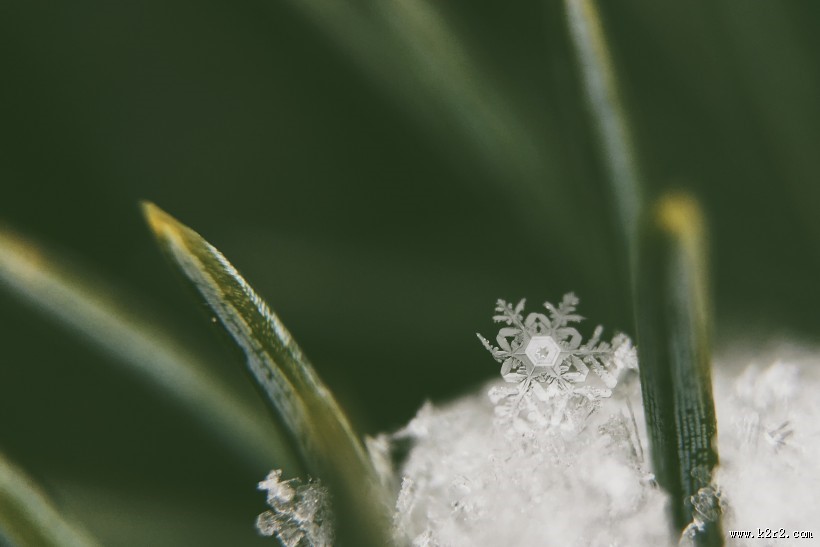 皎洁的雪花图片