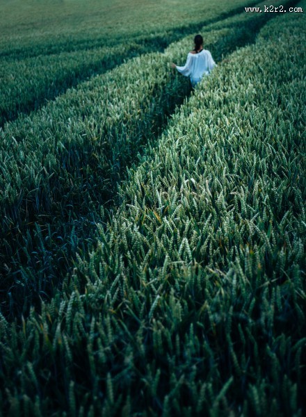 绿色的麦田图片