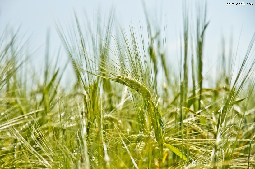 绿色的麦田图片