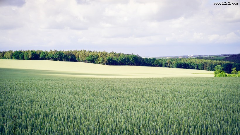 绿色的麦田图片