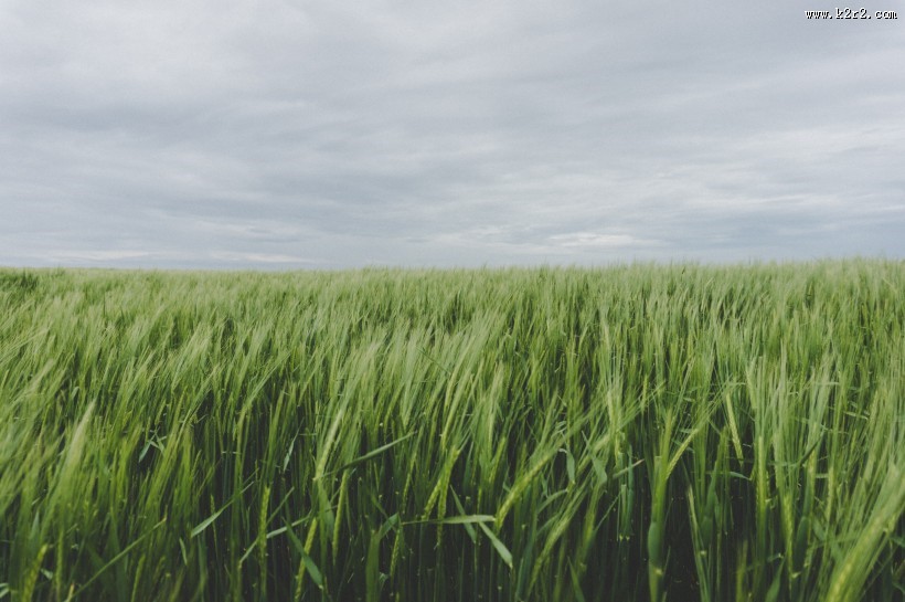 绿色的麦田图片