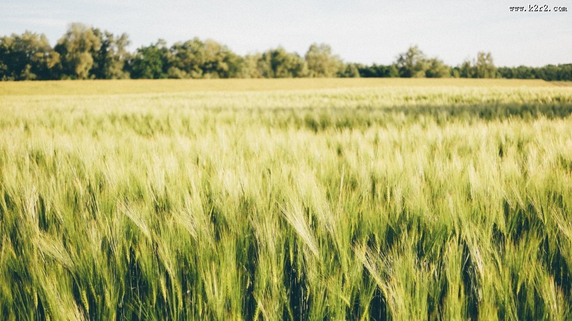 绿色的麦田图片