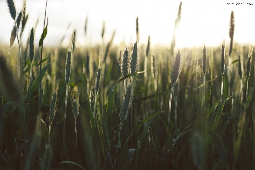 绿色的麦田图片