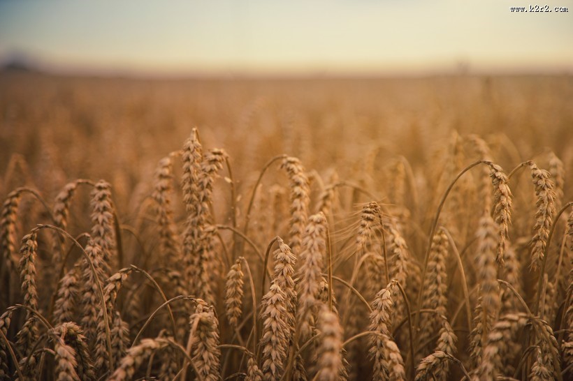 成熟的麦穗图片大全