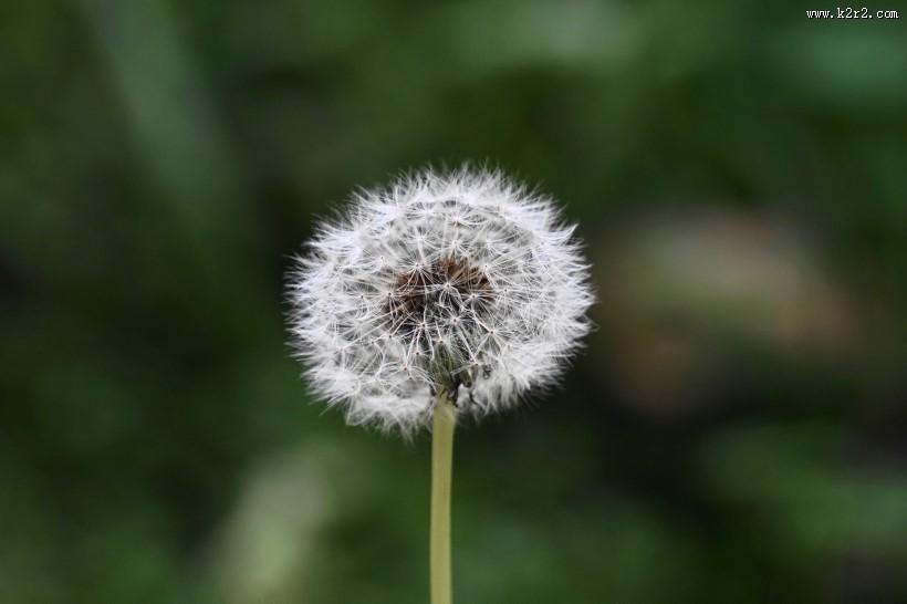 好看的蒲公英图片大全