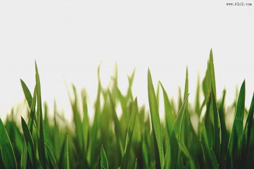 绿色的草地图片