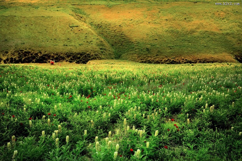 春天的草原风景图片