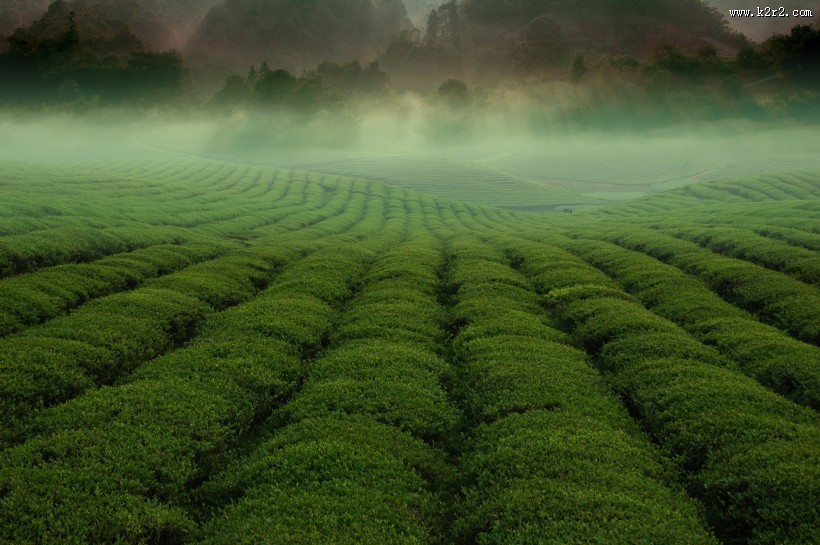 绿油油的茶园图片