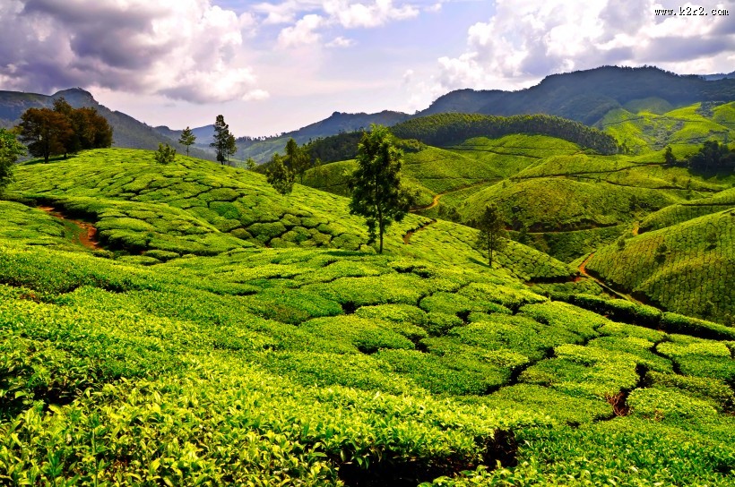 绿油油的茶园图片