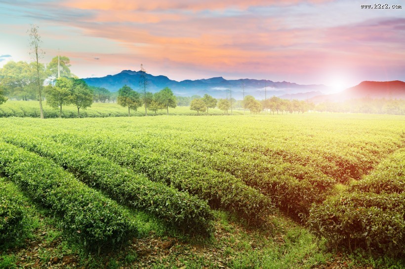 绿油油的茶园图片