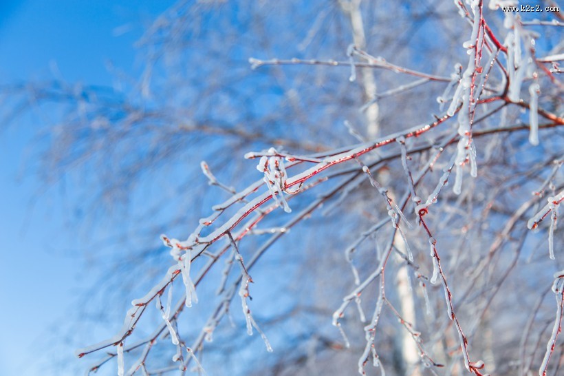 冬日冰冷的雾凇图片