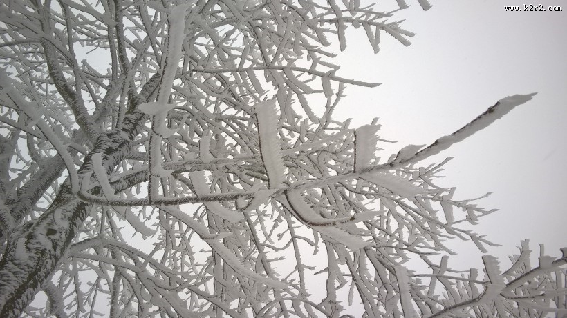 冬日冰冷的雾凇图片