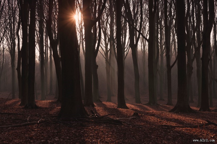 阳光透过整齐树林的图片