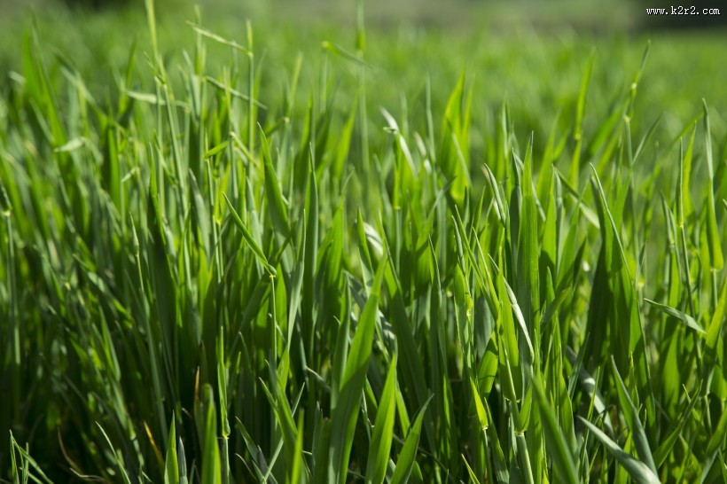 夏季绿色的草地图片