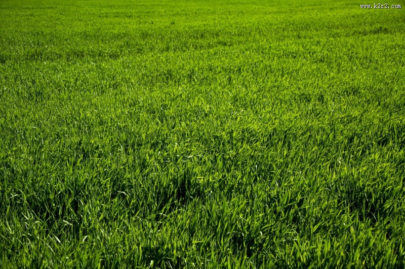 夏季绿色的草地图片