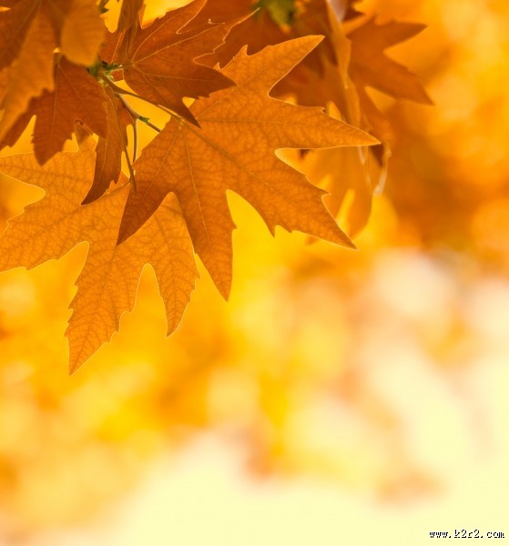 唯美的枫叶图片