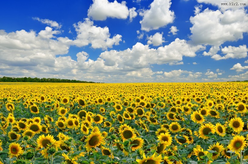 美丽的花海稻田图片