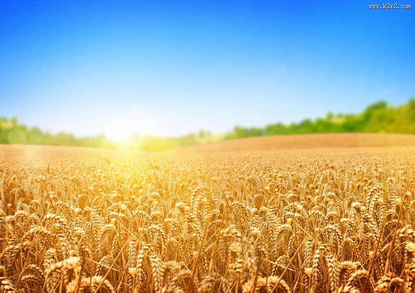 美丽的花海稻田图片