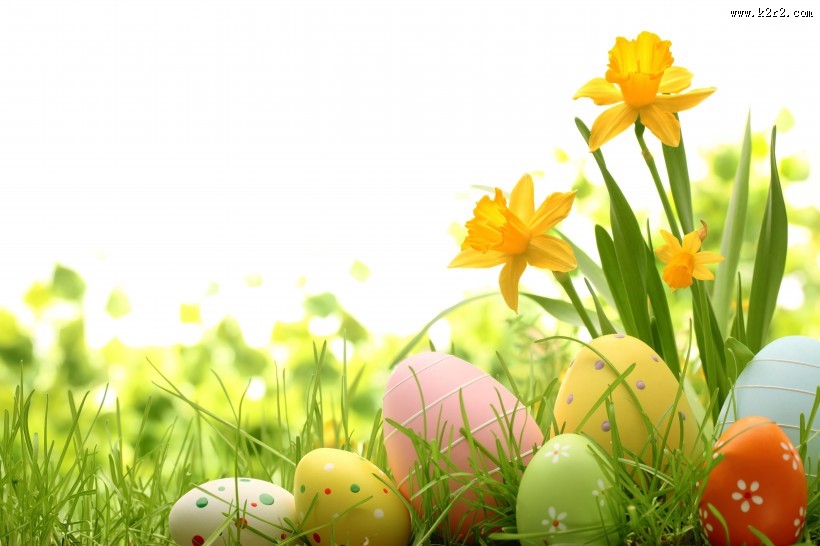 绿色草地和鸡蛋图片