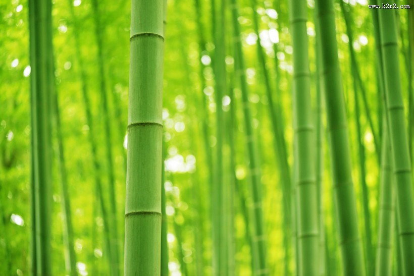 清凉的竹林图片