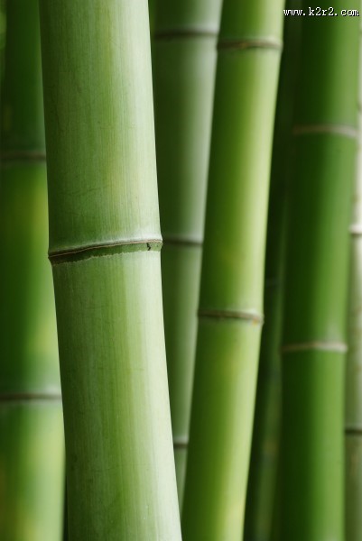 清凉的竹林图片