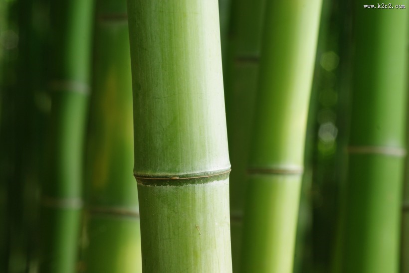清凉的竹林图片