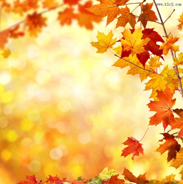 金黄色的枫叶图片大全