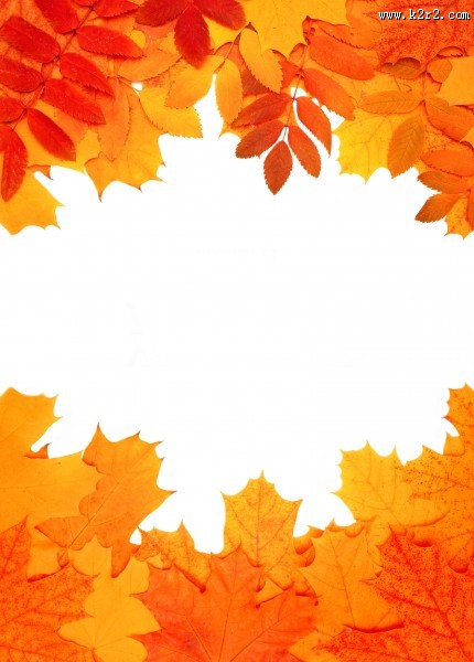 金黄色的枫叶图片大全