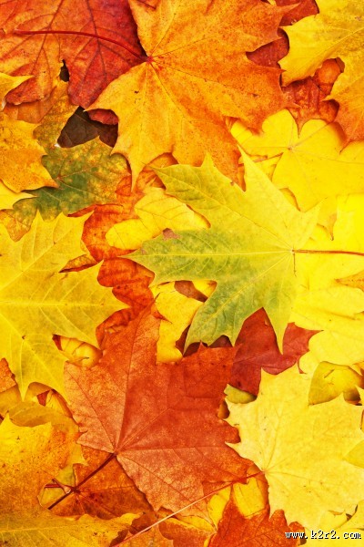 金黄色的枫叶图片大全