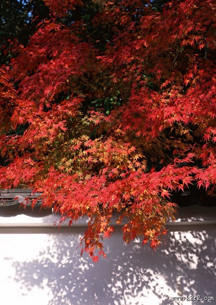 红红的枫叶图片大全