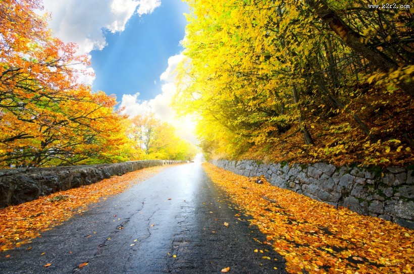 漂亮的枫树和枫叶图片