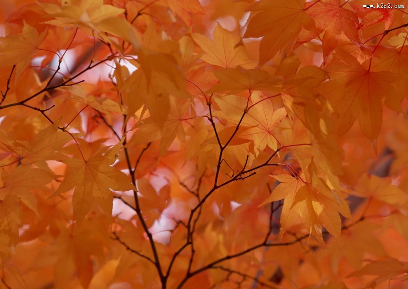 漂亮的枫树和枫叶图片