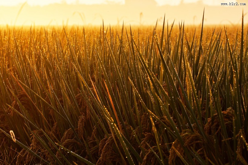 唯美晨曦风景图片